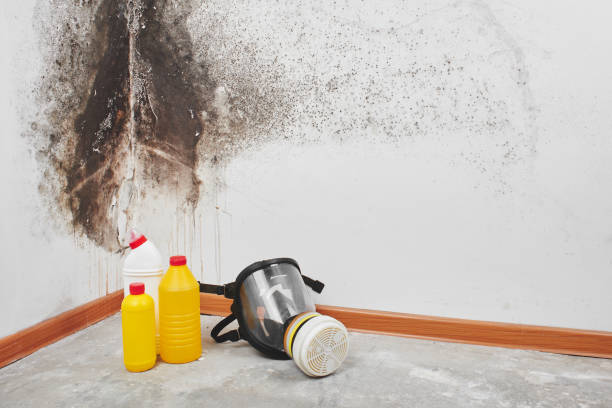 Best Residential Mold Remediation in Cedar Ridge, CA