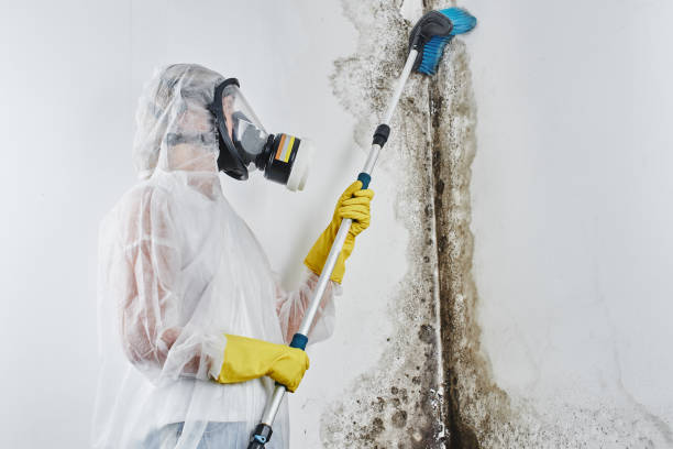 Best Kitchen Mold Remediation in Cedar Ridge, CA