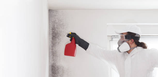 Cedar Ridge, CA Mold Remediation Company