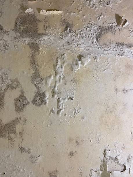 Best DIY Mold Remediation Support Services in Cedar Ridge, CA
