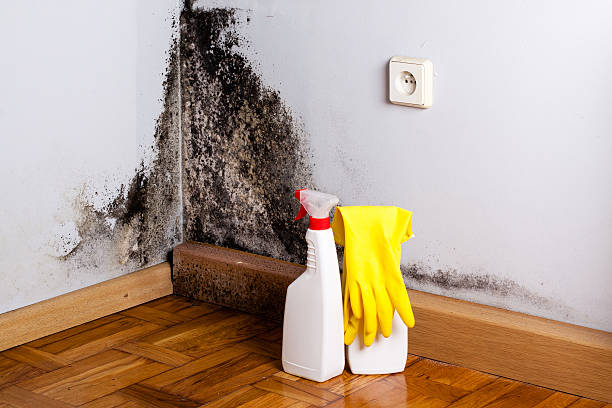 Best Kitchen Mold Remediation in Cedar Ridge, CA