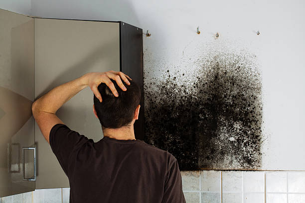 Best Post-Flood Mold Remediation in Cedar Ridge, CA